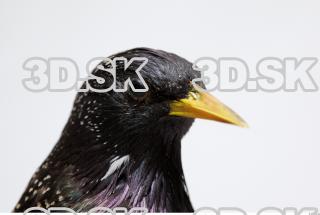 Starling-Sturnus vulgaris 0035